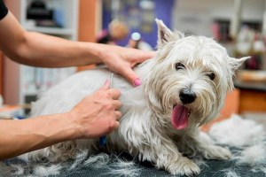 Як обрізати собаку: покрокові інструкції Як обрізати собаку: покрокові інструкції
